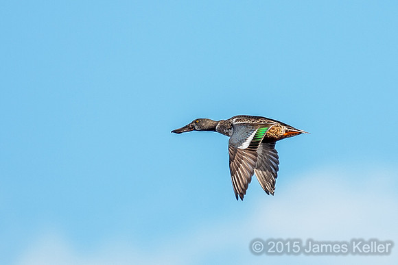 Northern Shoveler