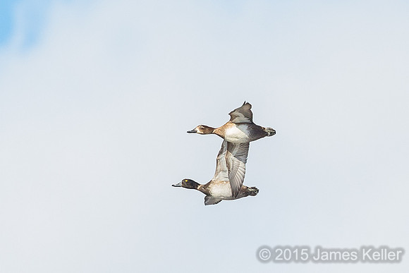 Lesser Scaup
