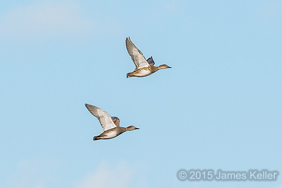 Gadwall