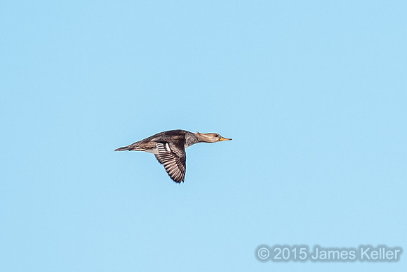 Hooded Merganser