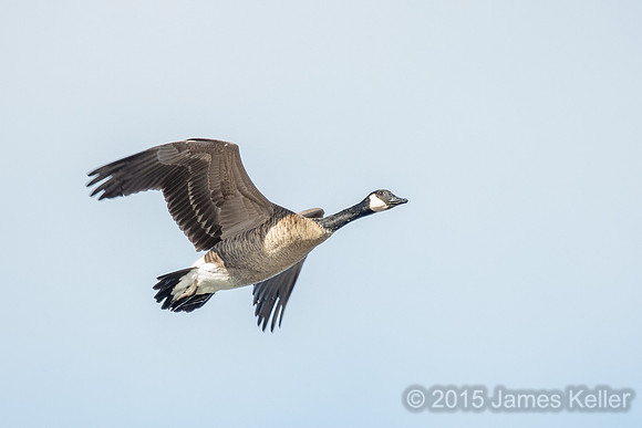 Canada Goose