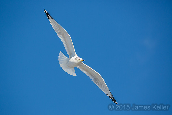 Ring-billed Gull