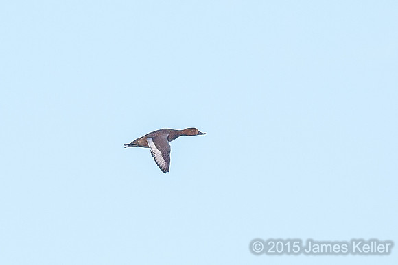 Ring-necked Duck