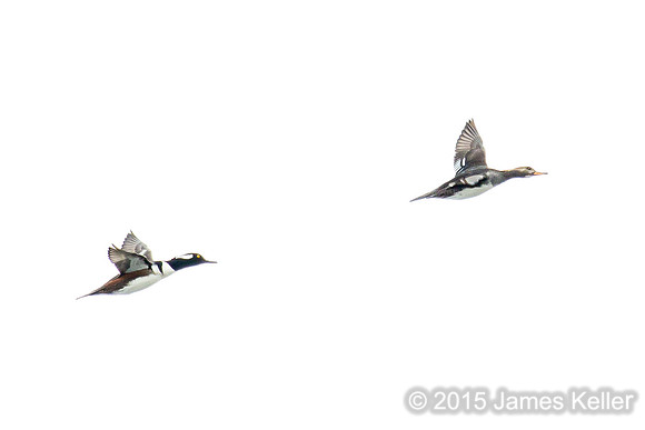Hooded Merganser