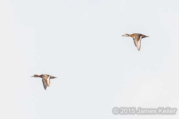 Lesser Scaup