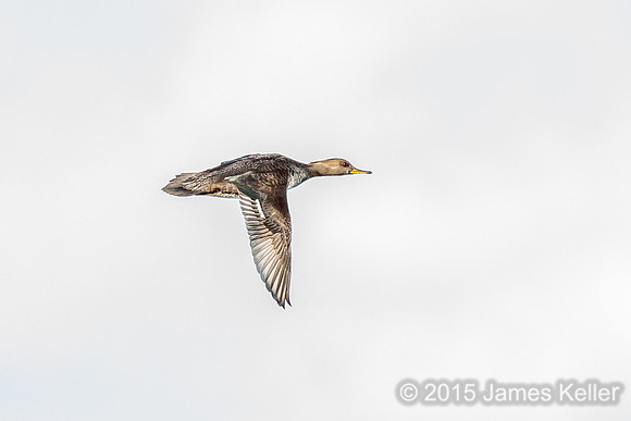 Hooded Merganser