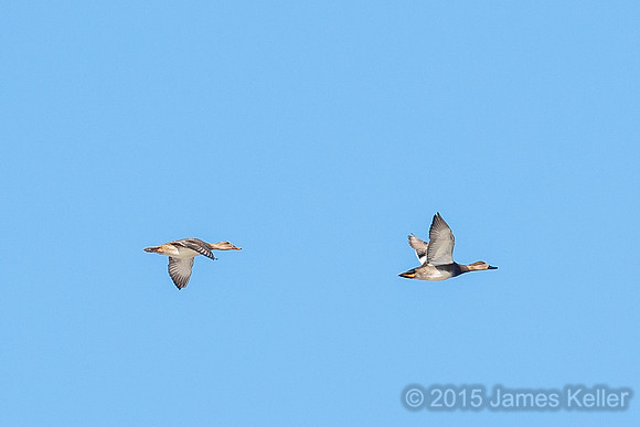 Gadwall