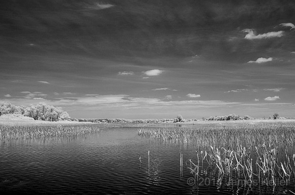 DSC_0539_BW