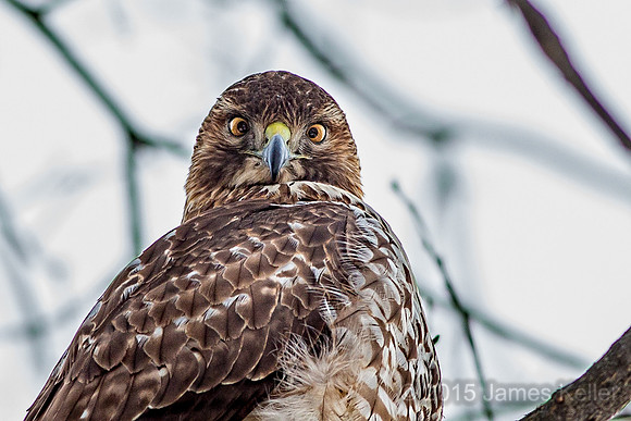 Red-tailed Hawk