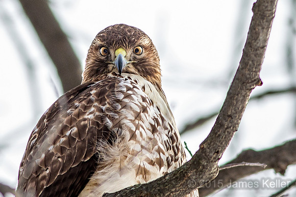 Red-tailed Hawk
