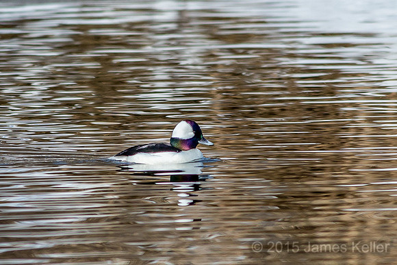 Bufflehead