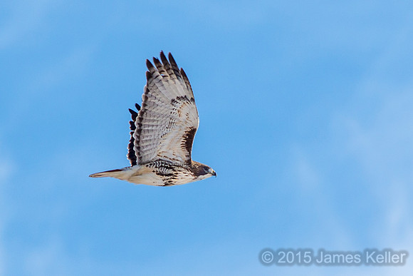 Red-tailed Hawk
