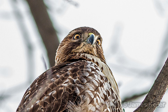 Red-tailed Hawk