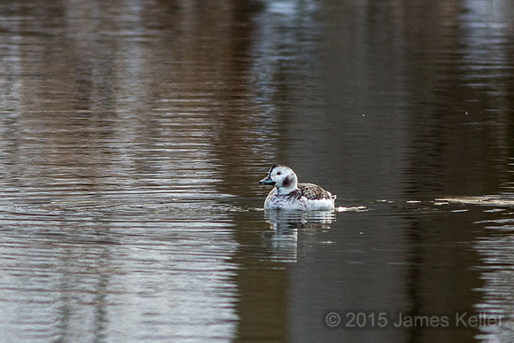 Long-tailed Duck