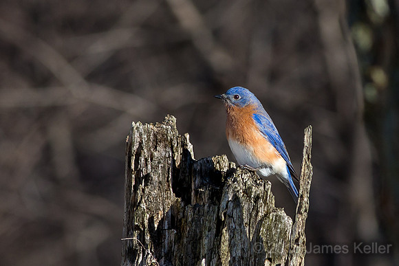 Bluebird