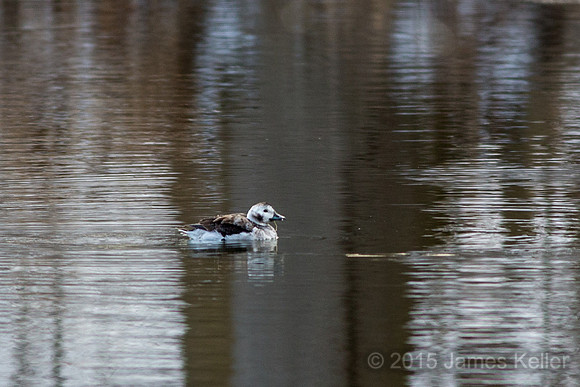 Long-tailed Duck