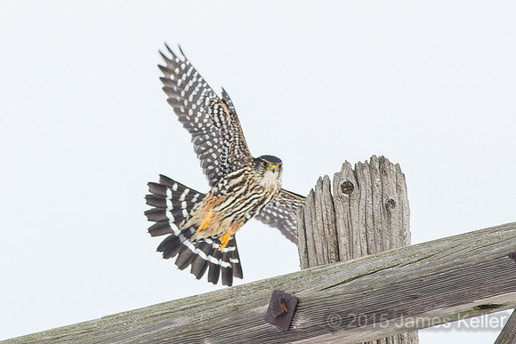 Merlin Returns 4