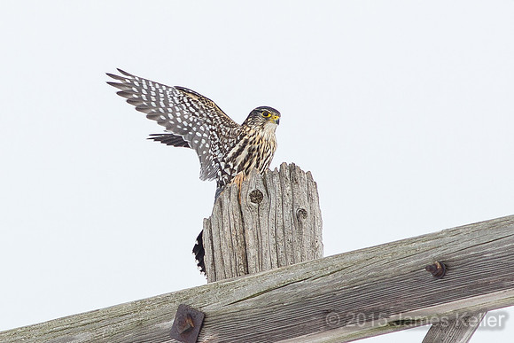 Merlin Returns 6