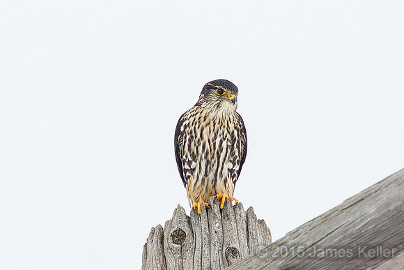 Merlin