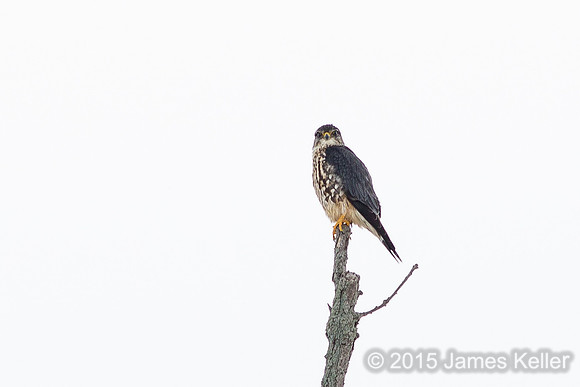 Coopers Hawk after the chase (size of a Crow)