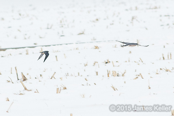 Merlin chasing the Coopers Hawk