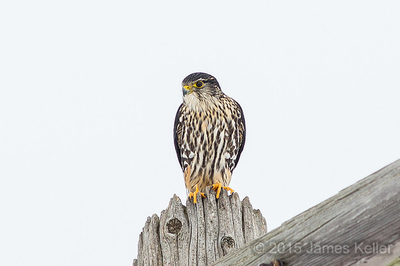 Merlin