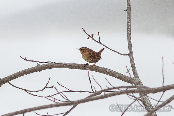 Winter Wren in Legg Park