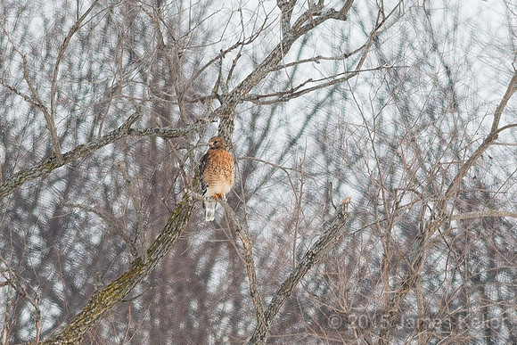 Red-shouldered Hawk