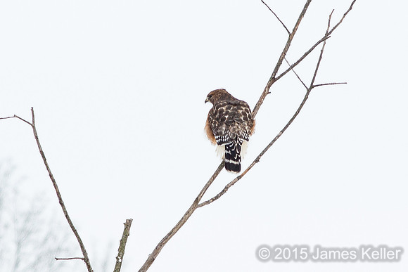 Red-shouldered Hawk