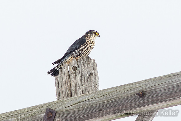 Merlin Returns 7