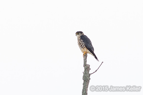 Coopers Hawk after the chase (size of a Crow)