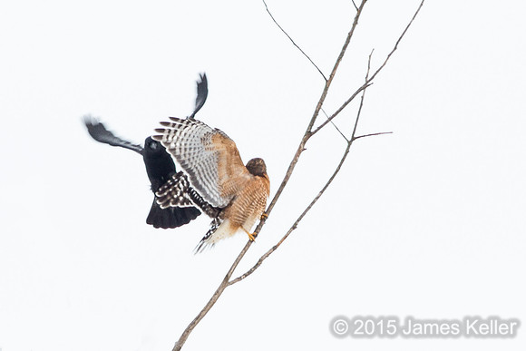 Red-shouldered Hawk