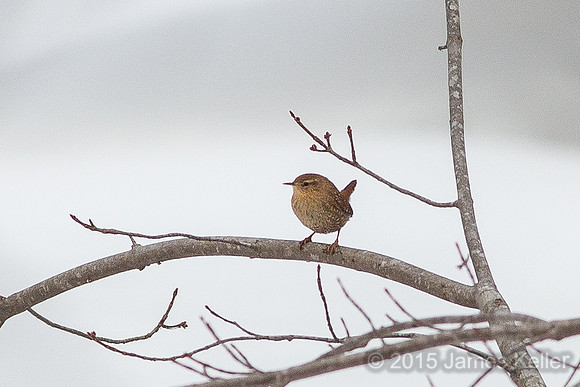 Winter Wren in Legg Park
