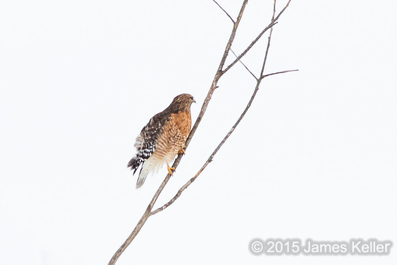 Red-shouldered Hawk