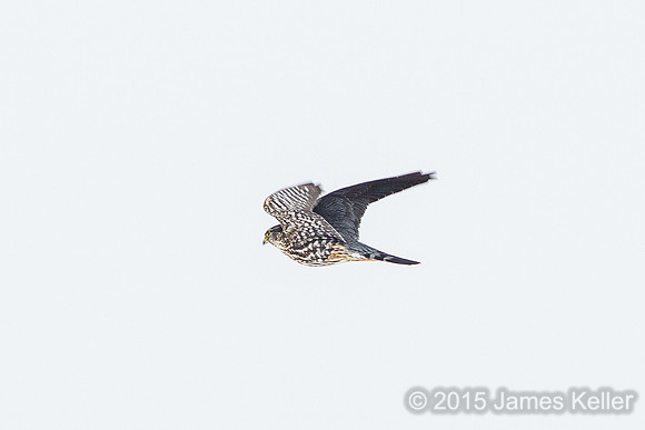 Merlin spots a Coopers Hawk