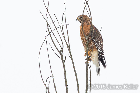 Red-shouldered Hawk