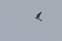 Peregrine Falcon