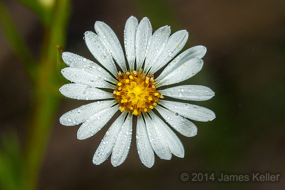 Aster sp.