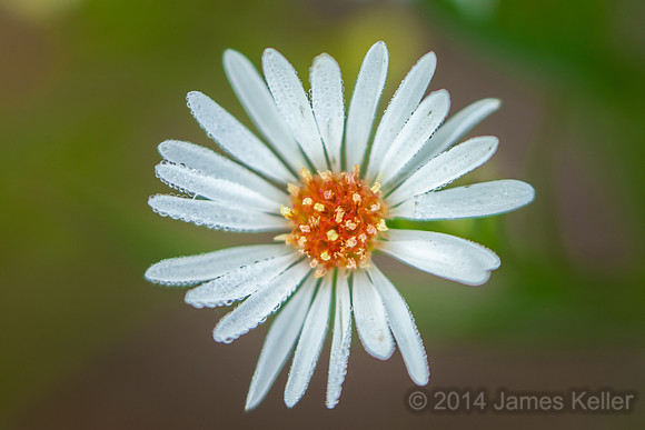 Aster sp.