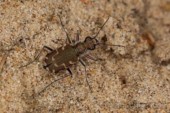 Tiger Beetle