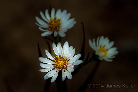 Aster sp.