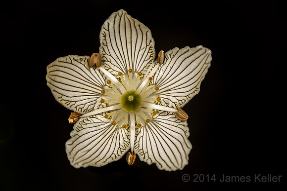 Grass of Parnassus