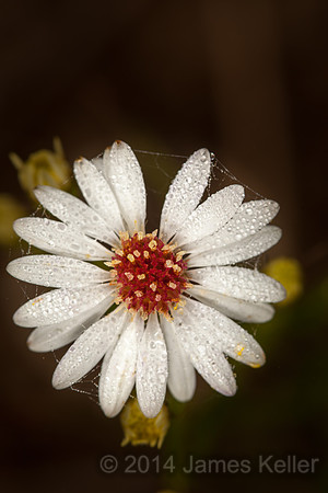 Aster sp.