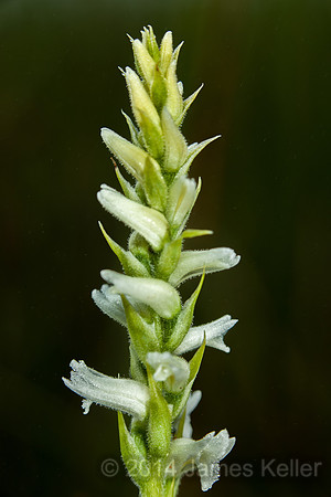 Nodding Ladies' Tresses.