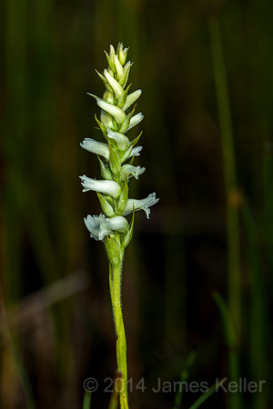 Nodding Ladies' Tresses.