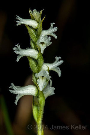 Nodding Ladies' Tresses.