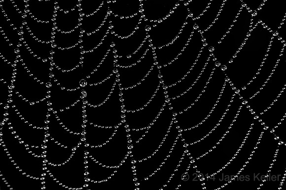 Fog drops Spider Web.