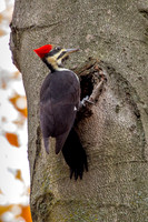 Pileated Woodpecker