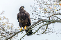 Immature Bald Eagle