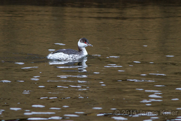 Horned Grebe